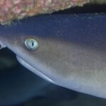Très gros plan de la tête d'un requin pointes blanches de récif tournée vers la gauche sous un surplomb rocheux couvert d'encroûtements roses et verts, l'œil clair à pupille verticale au centre de l'image.