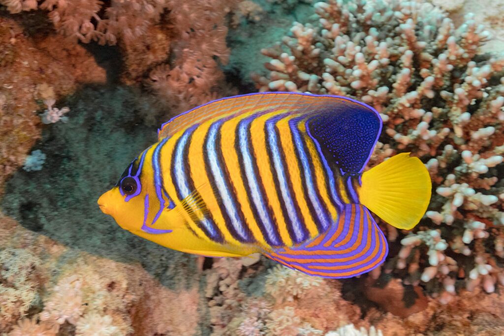 Un poisson-ange duc aux rayures bleues, blanches et orange devant des coraux mous roses