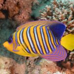 Un poisson-ange duc aux rayures bleues, blanches et orange devant des coraux mous roses