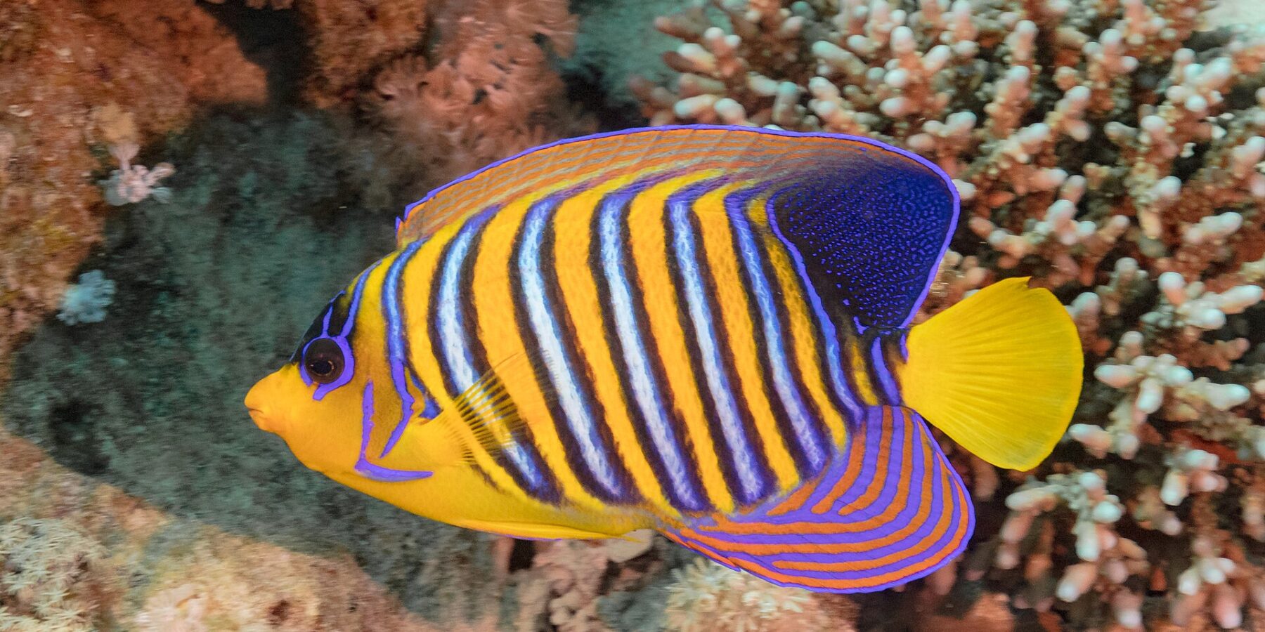 Un poisson-ange duc aux rayures bleues, blanches et orange devant des coraux mous roses