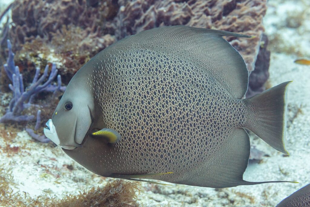 Un poisson-ange gris de profil, les écailles bordées de clair comme un filet, la pectorale jaune, devant une éponge violette, à Cozumel