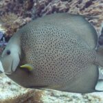 Un poisson-ange gris de profil, les écailles bordées de clair comme un filet, la pectorale jaune, devant une éponge violette, à Cozumel