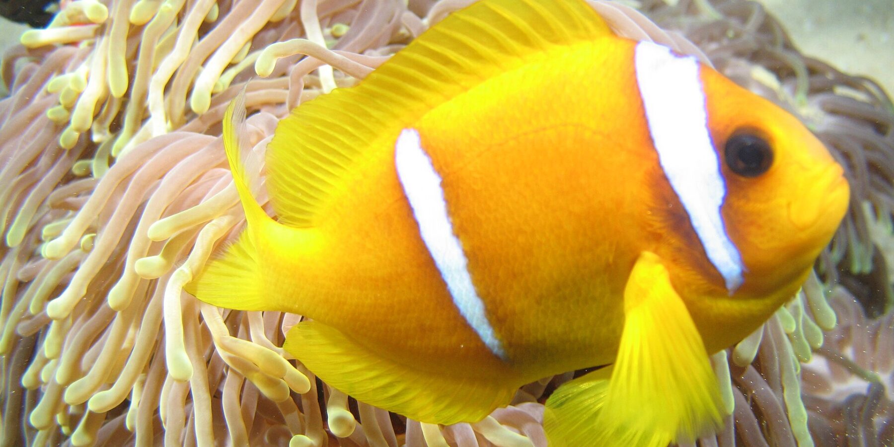 Un poisson-clown de mer Rouge jaune orangé, de profil, la tête à droite, devant les longs tentacules rosés à bout jaune de son anémone : deux bandes blanches, l'une juste derrière l'œil, l'autre au milieu du corps