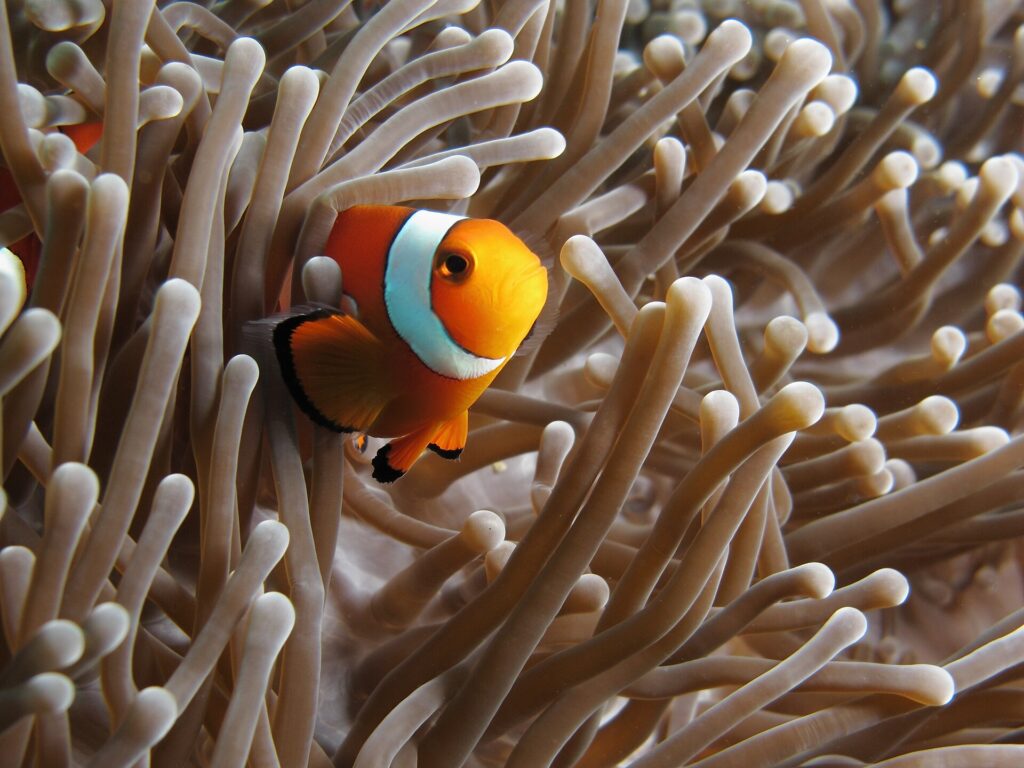 Un poisson-clown orange à bandes blanches liserées de noir, de trois quarts face à l'objectif, niché entre les tentacules beiges d'une anémone, un second poisson-clown à demi caché à gauche.