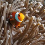 Un poisson-clown orange à bandes blanches liserées de noir, de trois quarts face à l'objectif, niché entre les tentacules beiges d'une anémone, un second poisson-clown à demi caché à gauche.