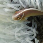 Un poisson-clown rose, la tête à gauche, se glisse entre les tentacules blancs d'une anémone : un corps rose orangé, une fine raie blanche qui court du museau le long du dos et une fine barre blanche juste derrière la tête