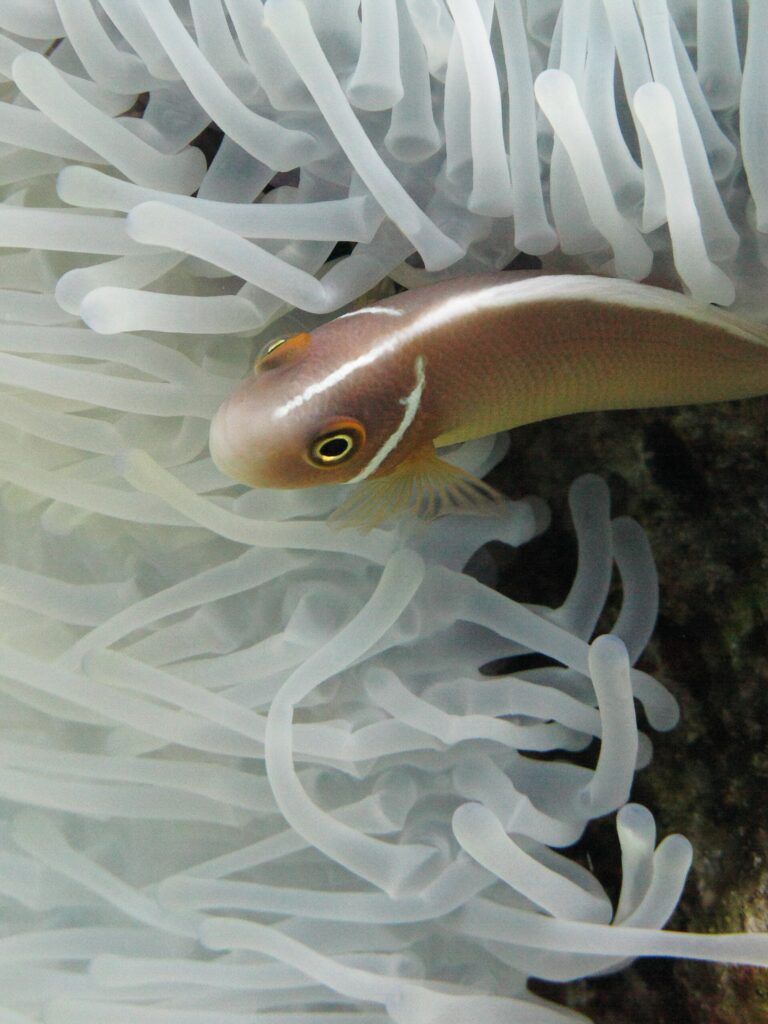 Un poisson-clown rose, la tête à gauche, se glisse entre les tentacules blancs d'une anémone : un corps rose orangé, une fine raie blanche qui court du museau le long du dos et une fine barre blanche juste derrière la tête