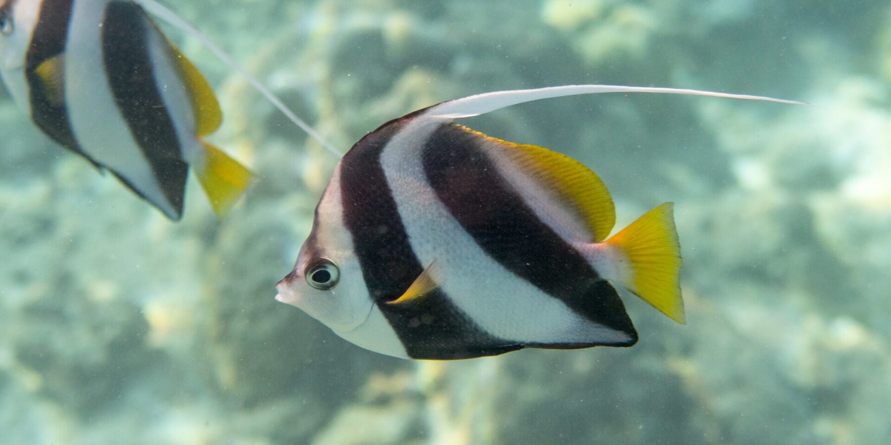 Un poisson-cocher grégaire de profil devant le récif, corps blanc barré de deux larges bandes noires obliques, nageoires dorsale et caudale jaunes et long filament blanc, un second poisson derrière lui