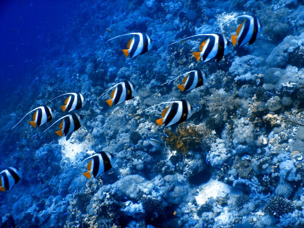 Une dizaine de poissons-cochers grégaires nagent dans le même sens le long d'une pente de corail, filaments blancs tendus vers l'arrière