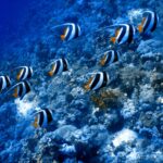 Une dizaine de poissons-cochers grégaires nagent dans le même sens le long d'une pente de corail, filaments blancs tendus vers l'arrière