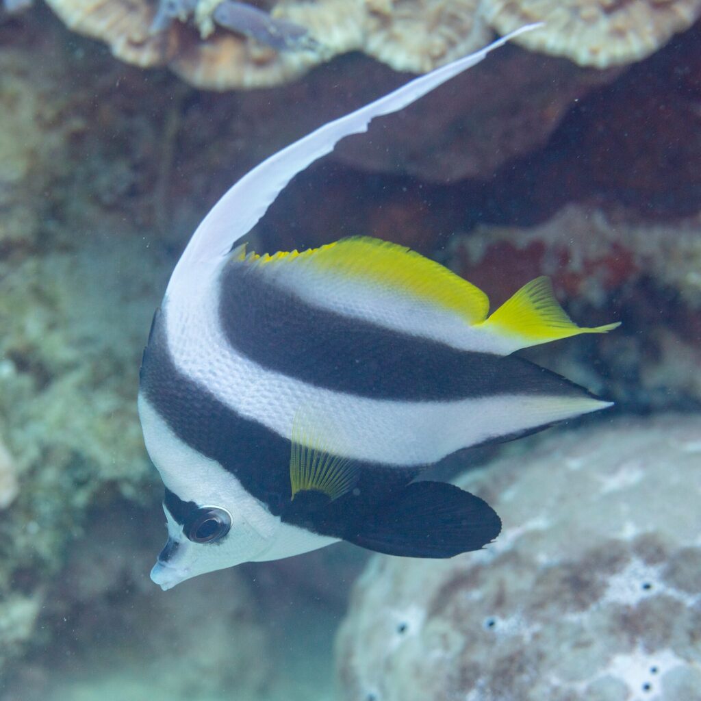 Un poisson-cocher commun tête vers le bas devant un surplomb de corail, le filament blanc arqué au-dessus du dos et une grande pelvienne noire arrondie sous le ventre