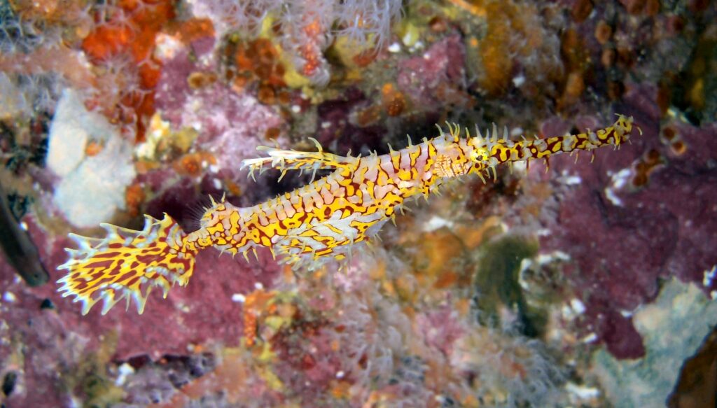 Un poisson-fantôme orné jaune et rouge, la tête en bas, devant une roche encroûtée de rose à Richelieu Rock