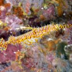 Un poisson-fantôme orné jaune et rouge, la tête en bas, devant une roche encroûtée de rose à Richelieu Rock