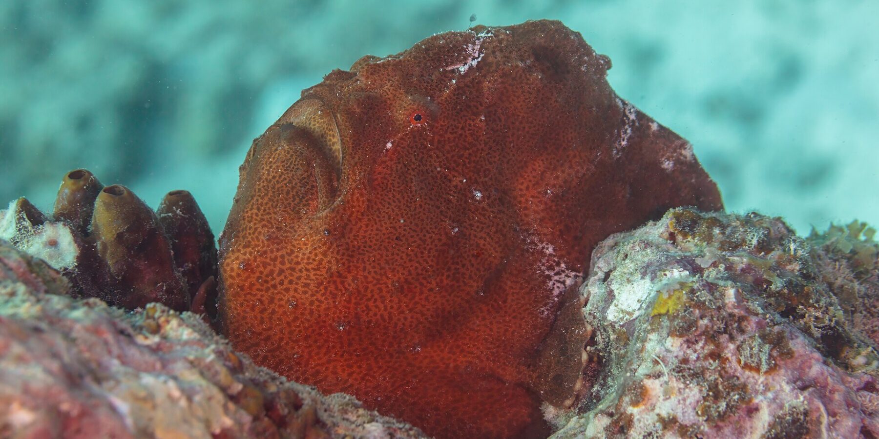 Un poisson-grenouille géant rouge rouille posé sur le récif à côté d'ascidies, une masse ronde à la peau grenue, la grande bouche tournée vers le haut et un minuscule œil rouge