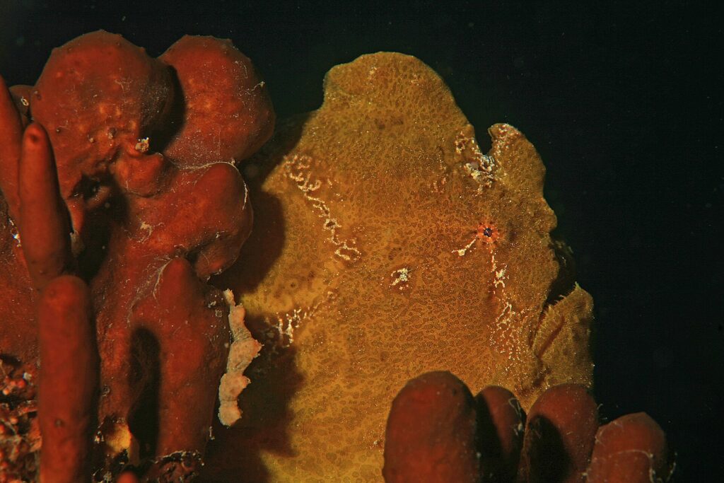 Un poisson-grenouille géant jaune ocre collé à des éponges rouges sur fond noir, la peau granuleuse comme elles et un petit œil cerclé de rouge