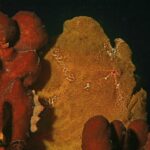Un poisson-grenouille géant jaune ocre collé à des éponges rouges sur fond noir, la peau granuleuse comme elles et un petit œil cerclé de rouge