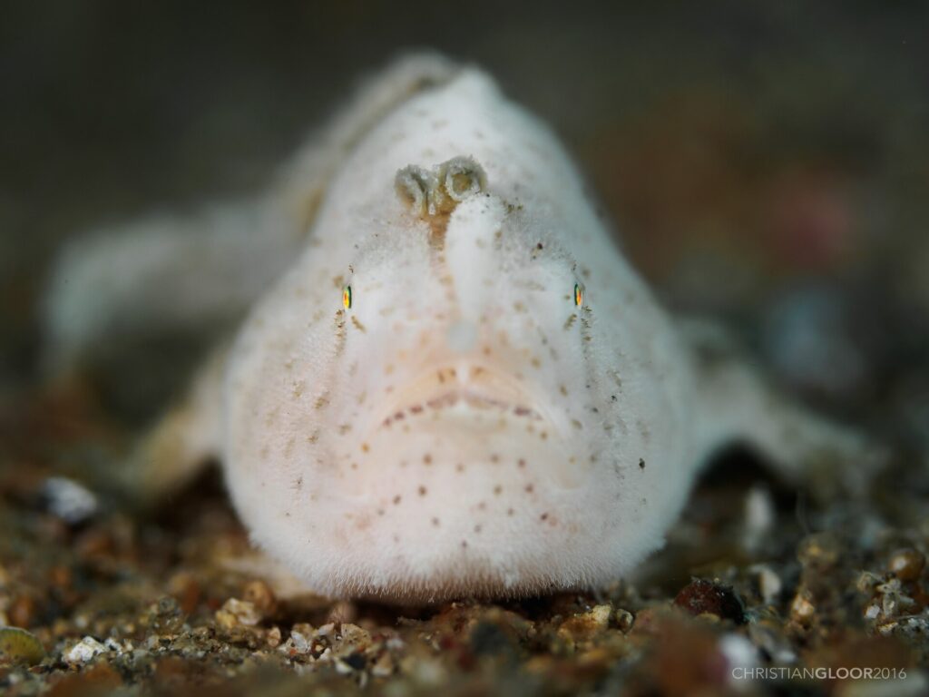 Un poisson-grenouille blanc, finement velu et piqueté de points bruns, vu de face sur le sable, son leurre en forme de petit ver dressé au-dessus du museau