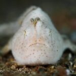 Un poisson-grenouille blanc, finement velu et piqueté de points bruns, vu de face sur le sable, son leurre en forme de petit ver dressé au-dessus du museau
