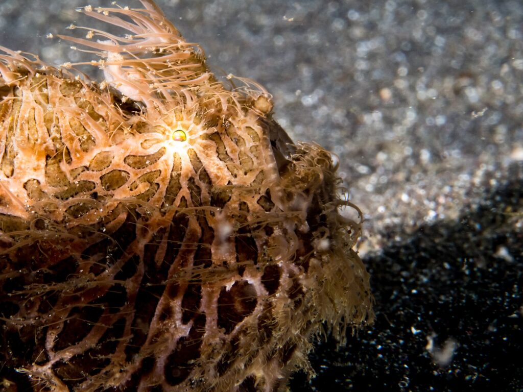 Gros plan sur un poisson-grenouille poilu brun orangé, couvert de longs filaments, des rayures claires partant de l'œil, posé sur du sable noir