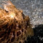Gros plan sur un poisson-grenouille poilu brun orangé, couvert de longs filaments, des rayures claires partant de l'œil, posé sur du sable noir
