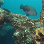 Un poisson-lapin brun à points dorés passe au-dessus d'une poutre du Liberty couverte de coraux, d'ascidies et d'une éponge jaune, un nudibranche au premier plan