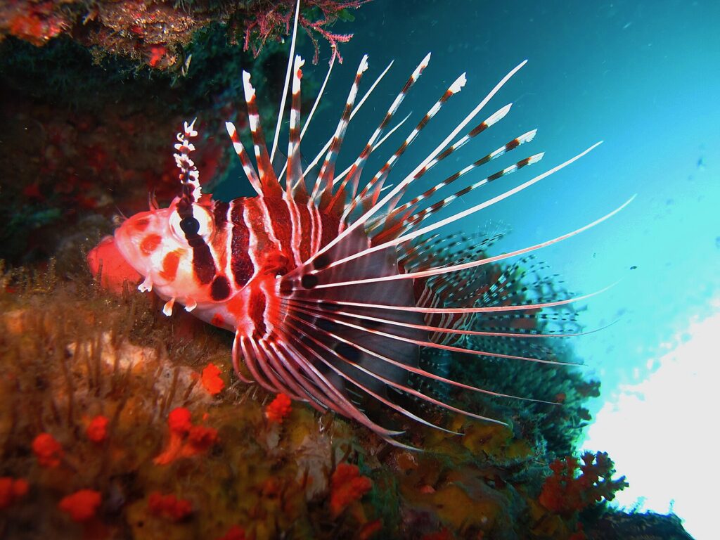 Un poisson-lion rayé de rouge et de blanc, nageoires pectorales déployées en longs rayons blancs, posé contre une paroi couverte d'éponges orange, sous un surplomb.
