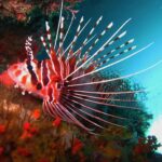 Un poisson-lion rayé de rouge et de blanc, nageoires pectorales déployées en longs rayons blancs, posé contre une paroi couverte d'éponges orange, sous un surplomb.