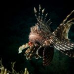 Un poisson-lion de face, nageoires rayées déployées, au-dessus d'un corail sur fond sombre