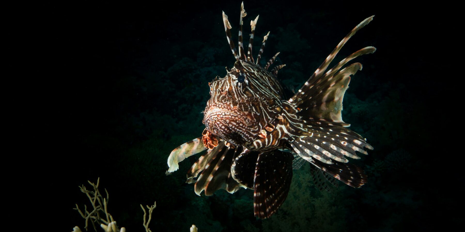 Un poisson-lion de face, nageoires rayées déployées, au-dessus d'un corail sur fond sombre