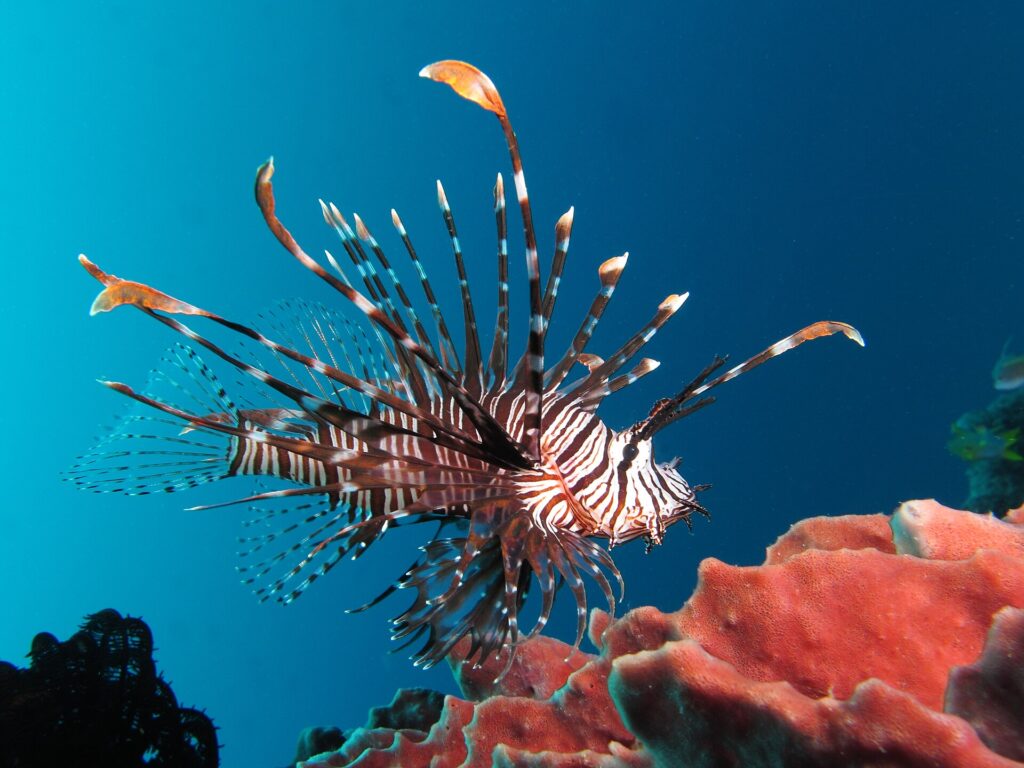 Un poisson-lion rayé de brun-rouge et de blanc, toutes nageoires déployées, de profil vers la droite, qui plane au-dessus d'une éponge rose dans une eau bleu profond.