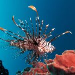 Un poisson-lion rayé de brun-rouge et de blanc, toutes nageoires déployées, de profil vers la droite, qui plane au-dessus d'une éponge rose dans une eau bleu profond.
