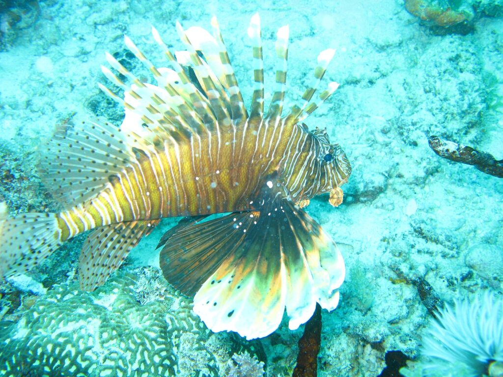 Un poisson-lion aux nageoires déployées, rayé de brun et de blanc, au-dessus d'un fond de corail et de sable turquoise