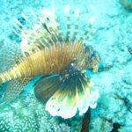Un poisson-lion aux nageoires déployées, rayé de brun et de blanc, au-dessus d'un fond de corail et de sable turquoise