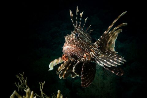 Un poisson-lion de face, nageoires rayées déployées, au-dessus d'un corail sur fond sombre