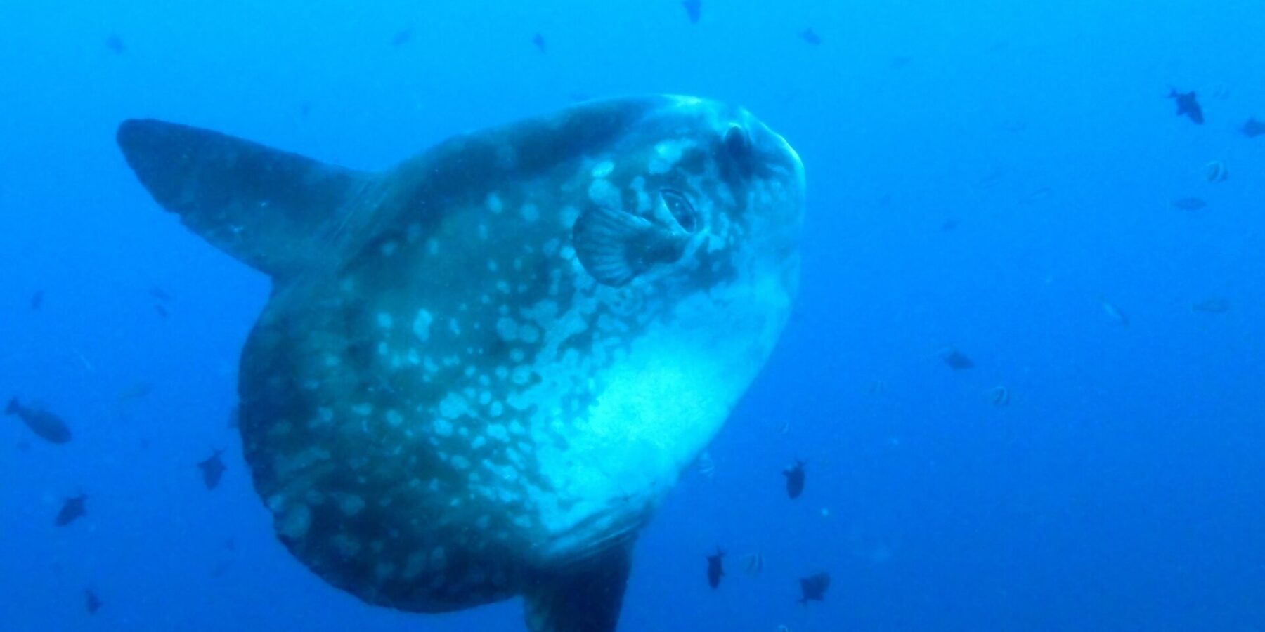 Un poisson-lune gris tacheté de clair, vu de trois quarts en pleine eau bleue, ses longues nageoires dorsale et anale étirées, entouré de petits poissons de récif.