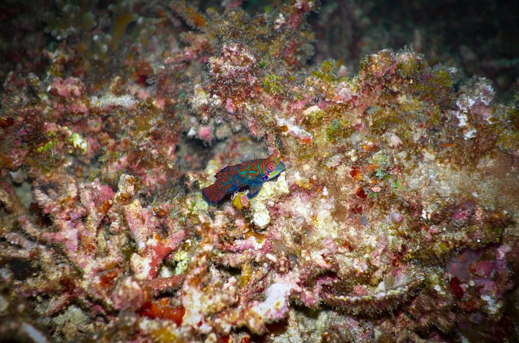 Un petit poisson-mandarin bleu, orange et vert posé sur un corail branchu rose et brun, photographié de nuit à Malapascua