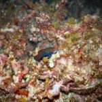 Un petit poisson-mandarin bleu, orange et vert posé sur un corail branchu rose et brun, photographié de nuit à Malapascua