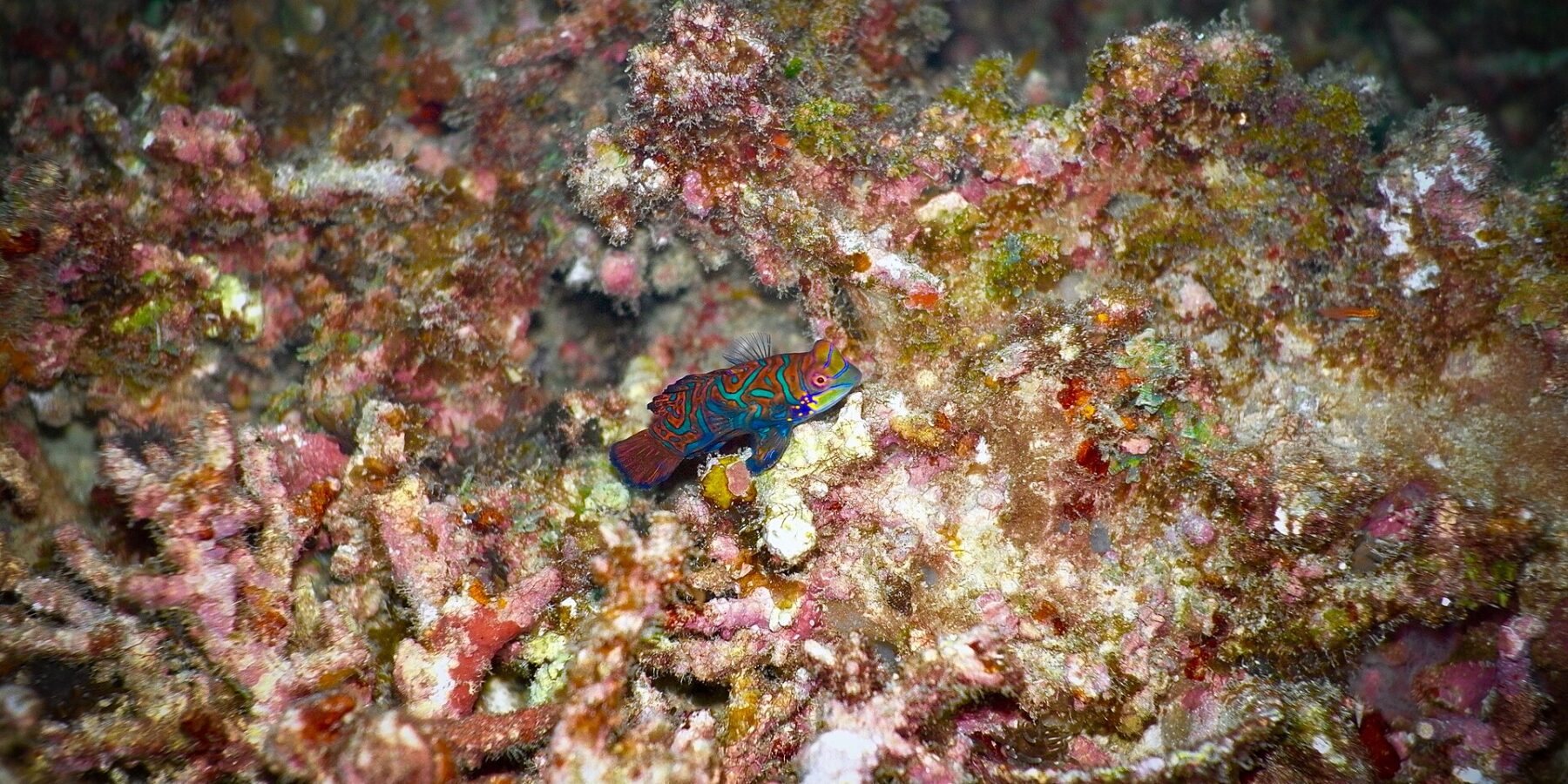 Un poisson-mandarin aux arabesques turquoise et orange, nageoire dorsale dressée, posé de profil sur des débris de corail roses et ocre, éclairé au flash sur fond sombre.