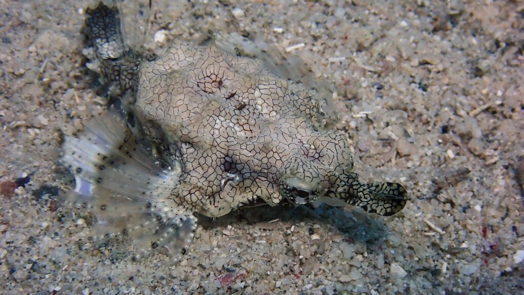 Un poisson pégase posé sur le sable, le corps aplati couvert d'un fin réseau de lignes sombres, ses nageoires en ailes translucides déployées