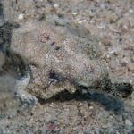 Un poisson pégase posé sur le sable, le corps aplati couvert d'un fin réseau de lignes sombres, ses nageoires en ailes translucides déployées