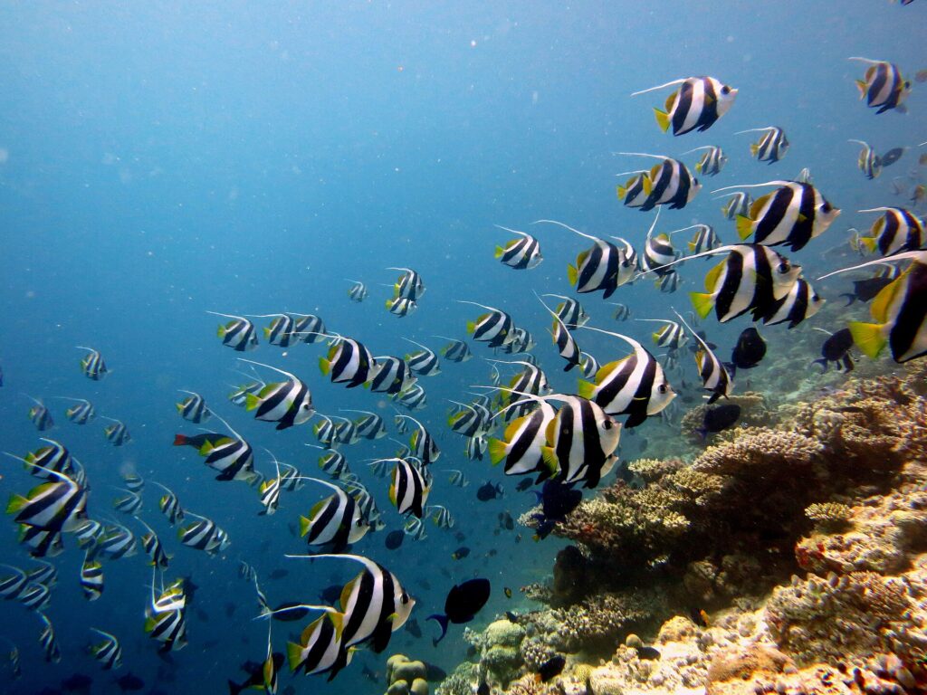 Un grand banc de poissons-cochers rayés de noir et de blanc, aux nageoires jaunes et aux longs filaments blancs, longe une pente de corail sur la droite, dans une eau bleue.