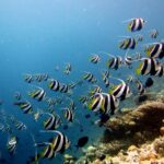 Un grand banc de poissons-cochers rayés de noir et de blanc, aux nageoires jaunes et aux longs filaments blancs, longe une pente de corail sur la droite, dans une eau bleue.