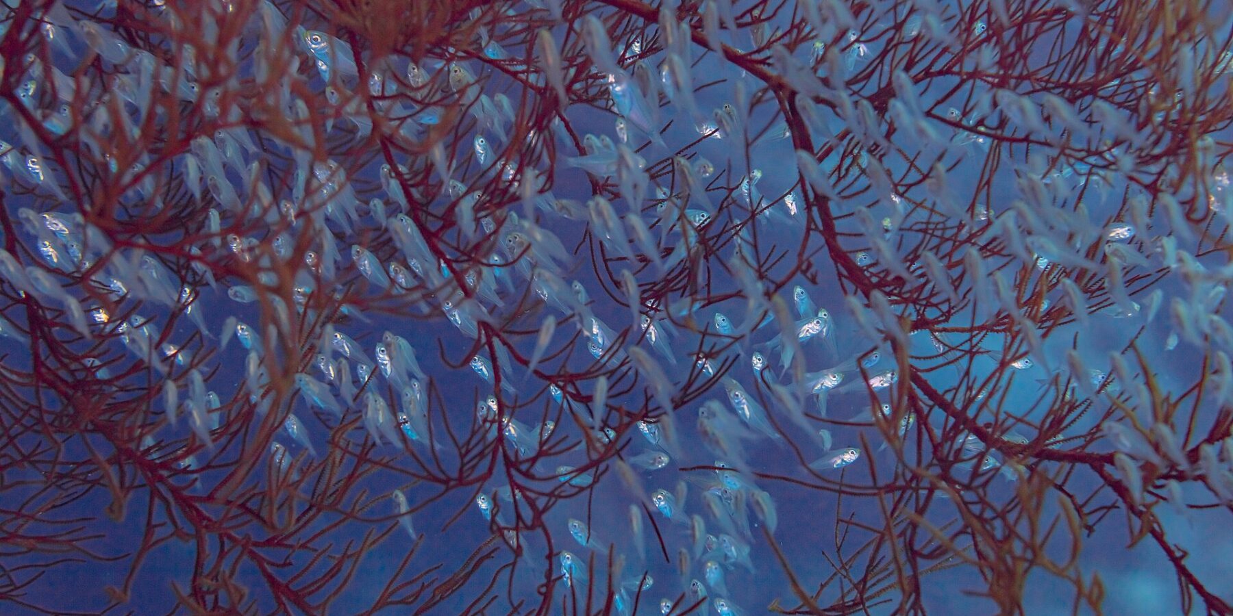 Un banc dense de petits poissons translucides aux grands yeux, serrés entre les branches rouges d'un corail dans l'eau bleue