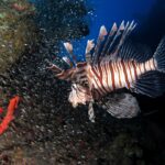 Un poisson-lion rayé de brun et de blanc nage devant un immense nuage de petits poissons argentés serrés contre la coque d'une épave, une éponge rouge au premier plan