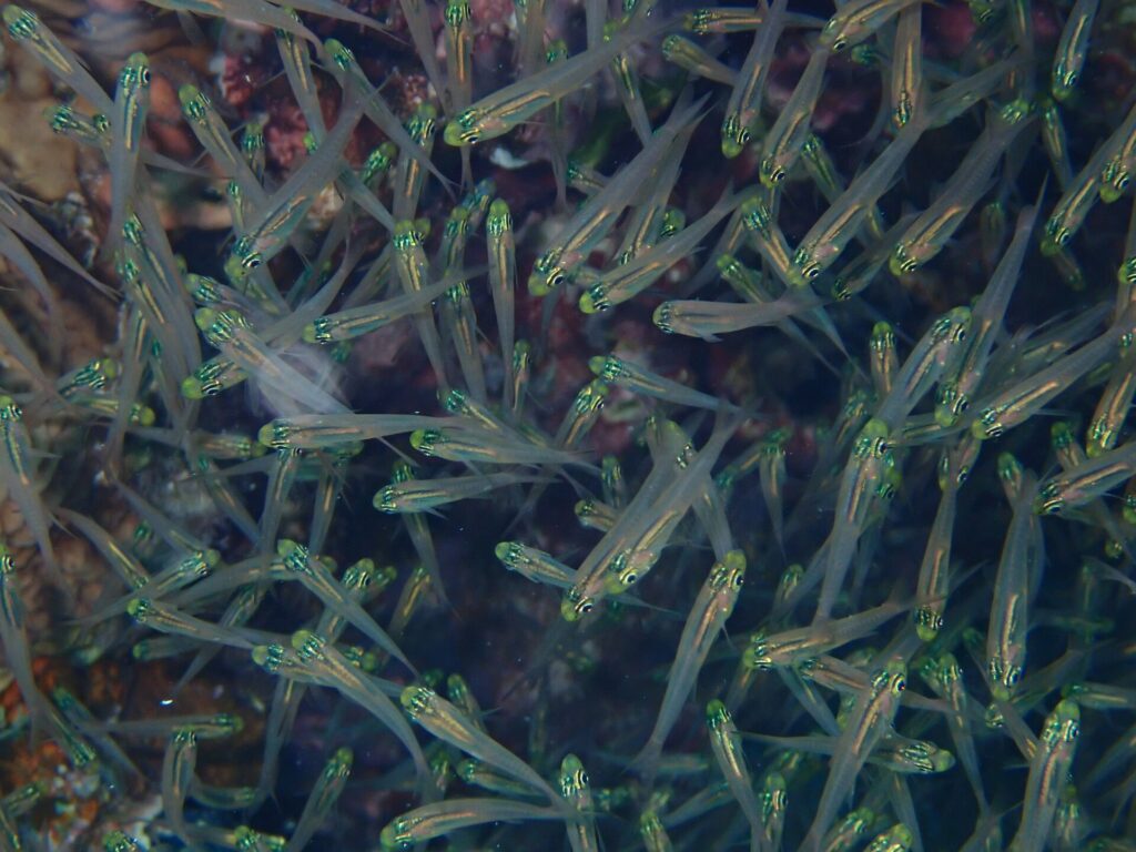 Gros plan sur un banc serré de petits poissons au corps transparent, à la tête jaune vert brillant et à l'œil noir, devant le récif