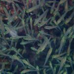 Gros plan sur un banc serré de petits poissons au corps transparent, à la tête jaune vert brillant et à l'œil noir, devant le récif