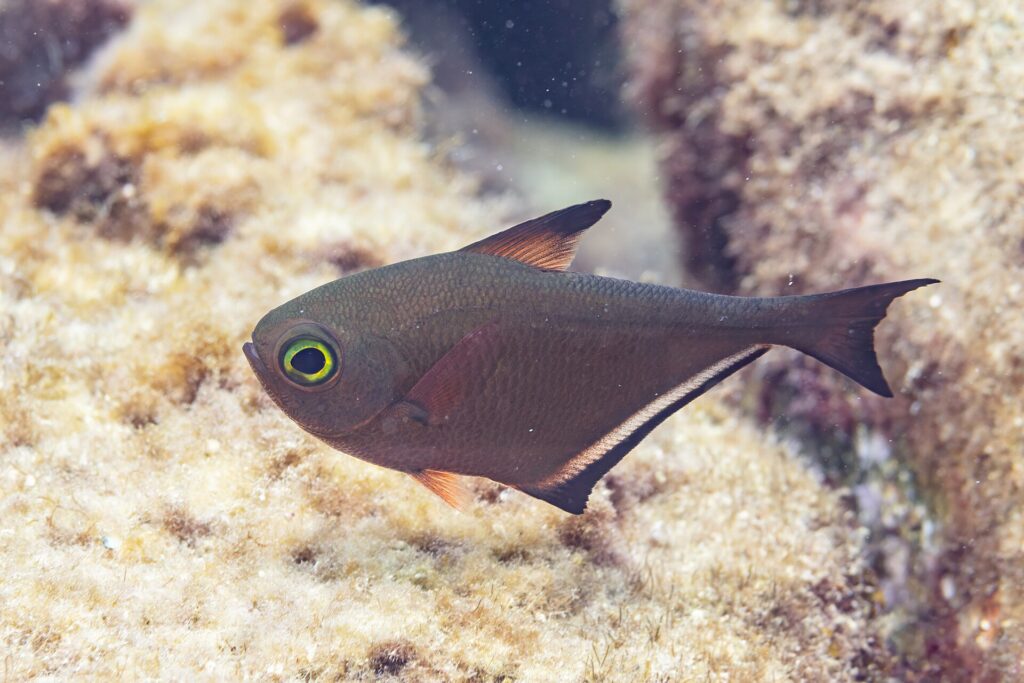 Un pempheris de profil, le corps brun cuivré en forme de hachette, un très grand œil cerclé de jaune vert, une dorsale courte à pointe noire et une longue nageoire anale bordée de noir