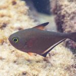Un pempheris de profil, le corps brun cuivré en forme de hachette, un très grand œil cerclé de jaune vert, une dorsale courte à pointe noire et une longue nageoire anale bordée de noir