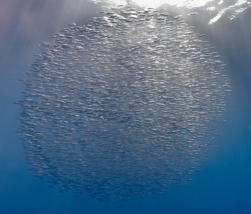 Une boule compacte de milliers de bécasses de mer argentées juste sous la surface, traversée par les rayons du soleil, sur un bleu qui fonce vers le bas