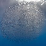Une boule compacte de milliers de bécasses de mer argentées juste sous la surface, traversée par les rayons du soleil, sur un bleu qui fonce vers le bas